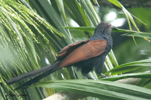 Greater Caucal extinct in urban area