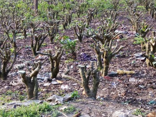 Govt Tender for three closed Tea Estates raised questions in Dooars