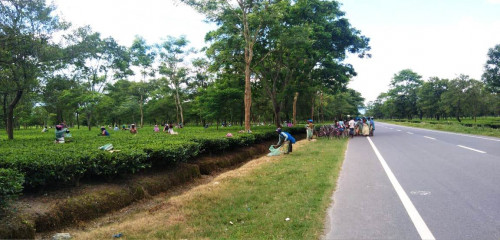 Pandemic looms large in Dooars Tea belt