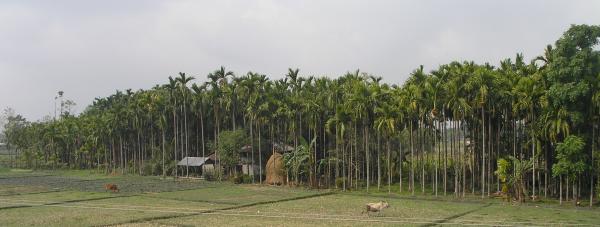 ছোটবেলাকার গরমের ছুটিতে খামারবাড়ির পথে